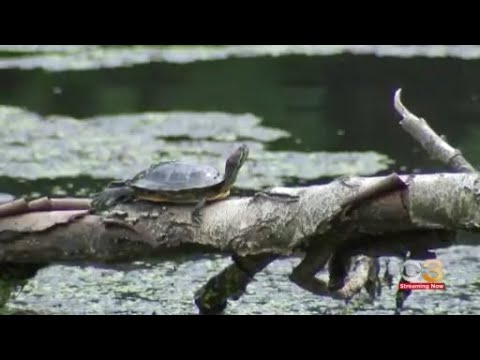 Construction began on revitalization project in FDR Park, causing dissatisfaction