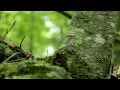 M83 - When Will You Come Home