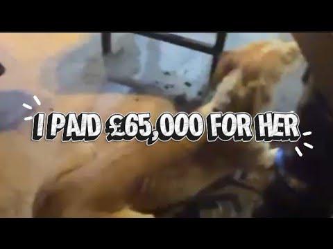 I paid £65,000 for the best dog in the country