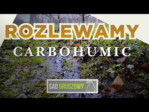 ​​Uboga gleba, ale mocne grusze? | Carbohumic w sadzie