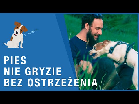 DLACZEGO PIES GRYZIE WŁAŚCICIELA? Mój pies mnie zaatakował i.. miał rację! Wyjaśniam mowę ciała psa