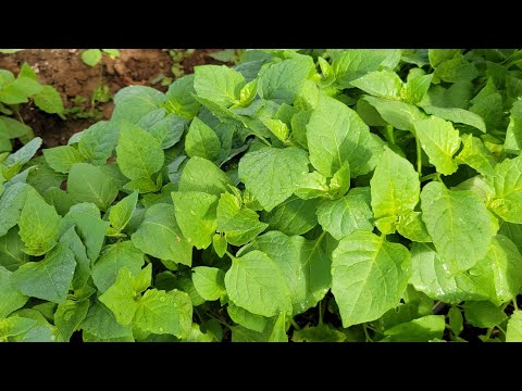 Part:3. Zaub iab zoo mob tsib.559 244-9812