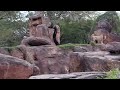 Rare Sighting Of Male Lion Awake Standing On Kilimanjaro Safaris At Animal Kingdom At WDW