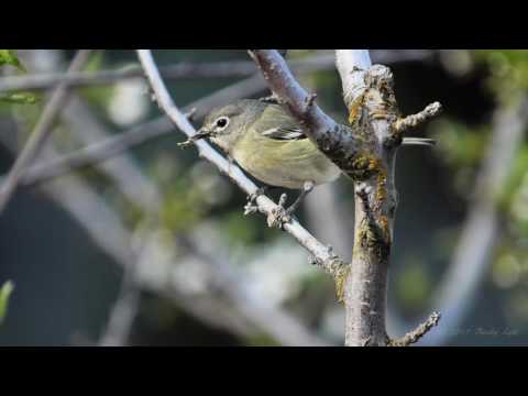 Cassin's Vireo Mangles Noctuid Moth Slow Motion