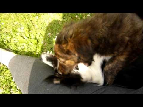 Jedno bláznivé psí odpoledne 2016