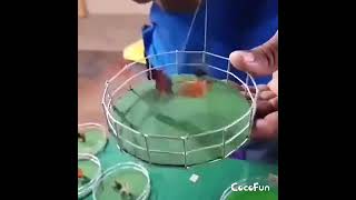 Download lagu sabung ayam mp3