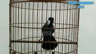 Download lagu GARRULAX CHINENSIS SINGING DAHSYATNYA TEMBAKAN POKSAY BRAJAMUSTI 2021 KHUOU BACMA HOT mp3