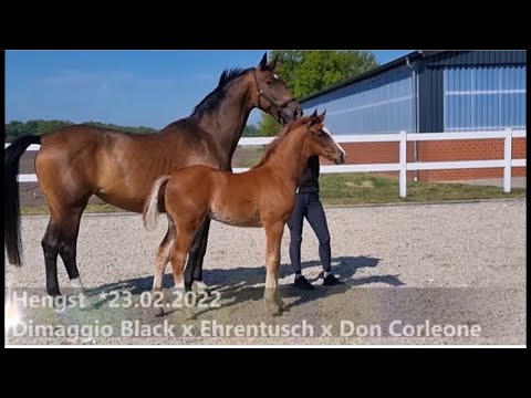 HF Dimaggio Black x Ehrentusch x Don Corleone
