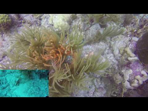 Rainbow Reef Dive #8 - Molasses Reef