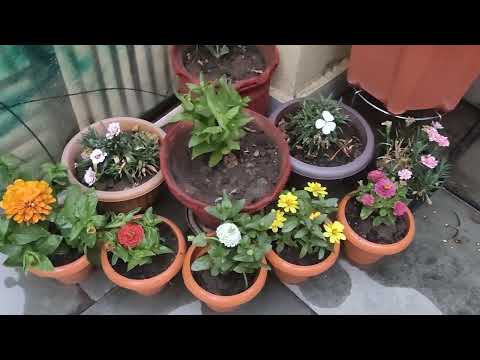 my new flowers plants ❤️