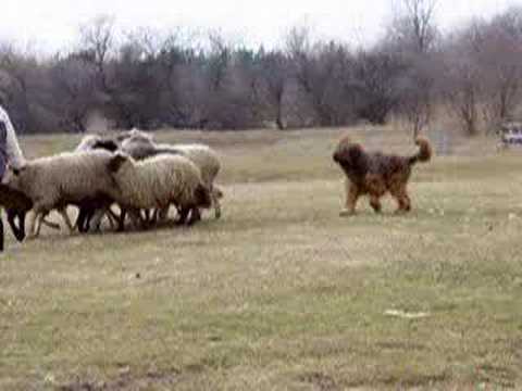 Briard herding!