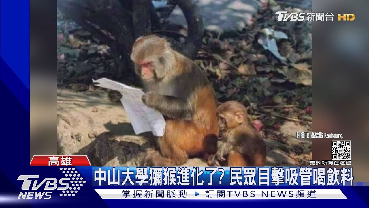 笑死!中山大學校區猴子進化了? 母猴看考卷「訓斥」小猴