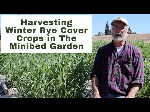 Harvesting Winter Rye Cover Crops in the Minibed Garden
