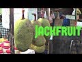 Jackfruit Review Weird Fruit Explorer Episode 17