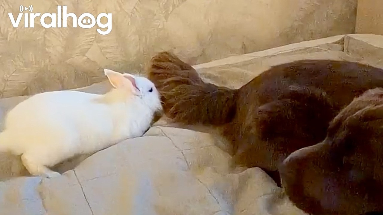Rabbit Playing With Dog's Tail || ViralHog