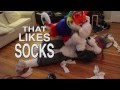 Dogs Like Socks! 