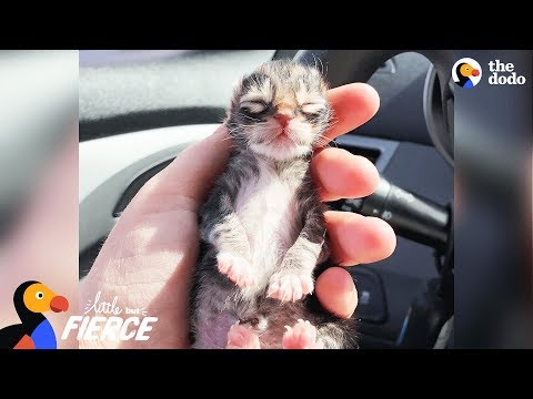 Newborn Kitten Who Was Frozen Solid Grows Up To Be Strong And Feisty | The Dodo Little But Fierce