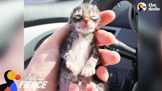 Newborn Kitten Who Was Frozen Solid Grows Up To Be Strong And Feisty | The Dodo Little But Fierce