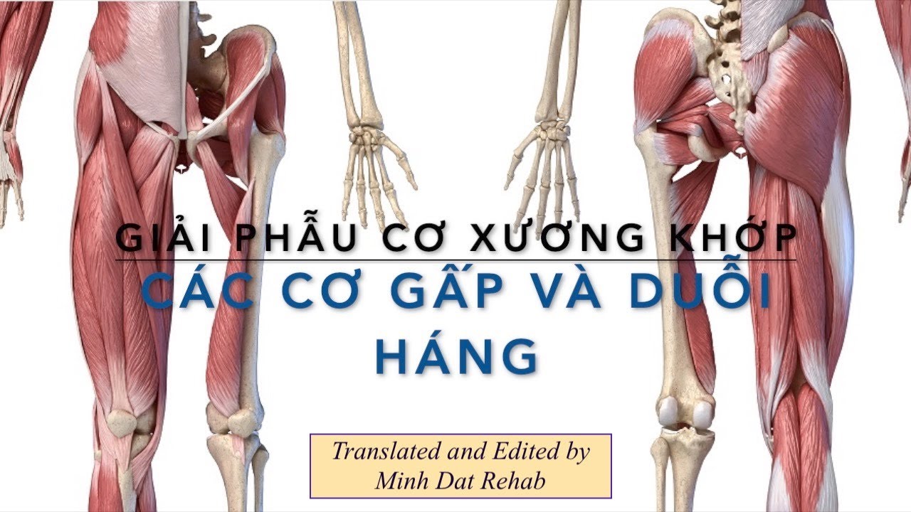 Các cơ gấp và duỗi háng