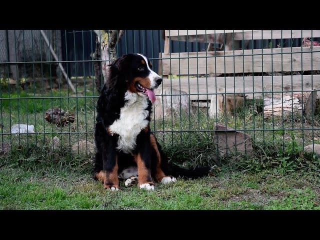 Berner Sennenhund welpen kaufen