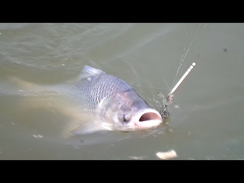 Big Catla Fish Hunting And Fishing By Fish Hook - Catla Fishing Videos By Fish Watching Video