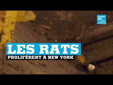 New York : les rats prolifèrent à cause des hivers plus doux