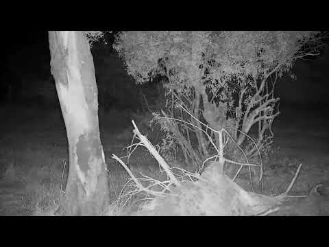 Djuma: Large-spotted Genet on the prowl - 19:22 - 07/11/21