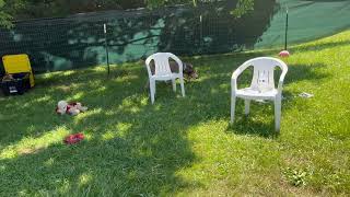 Video preview image #1 Labrador Retriever Puppy For Sale in Mooresville, NC, USA