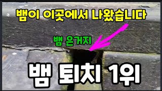 뱀 퇴치는! 이 방법이 1위 입니다! #뱀퇴치 #뱀퇴치하는방법 #뱀이싫어하는것