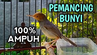 Download lagu Pancingan PRENJAK KEPALA MERAH suara memanggil, paling ampuh bikin prenjak gacor mp3