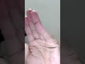 Single Eye Close On Hand Ankh Marna