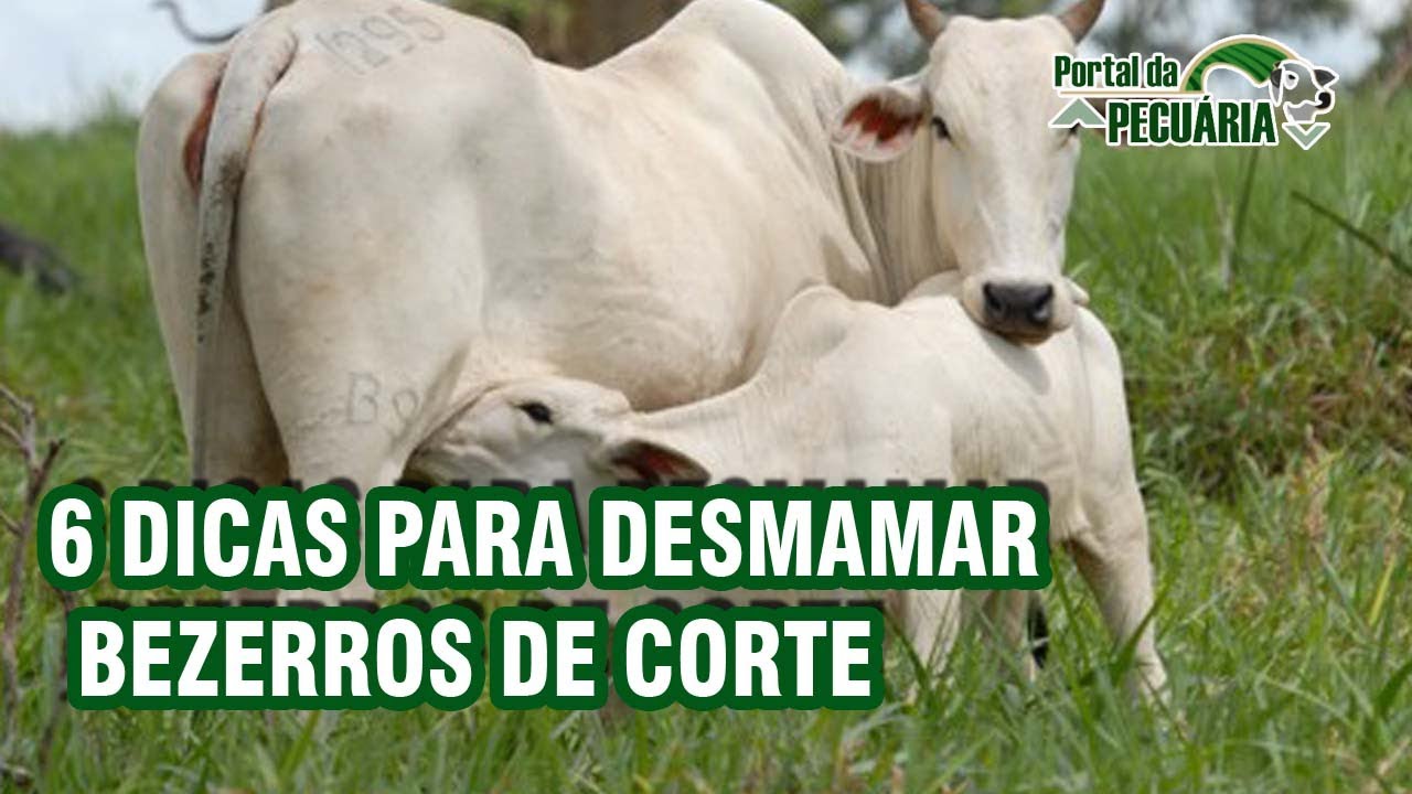 6 dicas para desmamar bezerros de corte