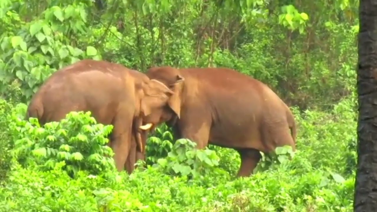 അതിരപ്പള്ളി പ്ലാൻ്റേഷനിൽ കാട്ടു കൊമ്പൻമാർ ഏറ്റുമുട്ടി
