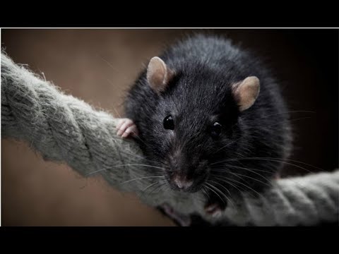 Michael Jackson - 'Ben' (Willard & Ben) w/lyrics