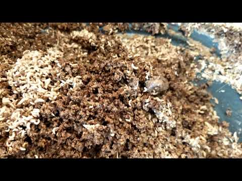download lagu mp3 mp4 Red Flaky Wheat Bran, download lagu Red Flaky Wheat Bran gratis, unduh video klip Red Flaky Wheat Bran