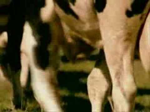 pourquoi la vache donne t elle du lait