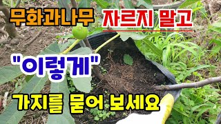 무화과나무 자르지 말고 이렇게 가지를 흙에 묻어보세요 여름에도 무화과모종 원하는 만큼 만들수있어요 무화과삽목…