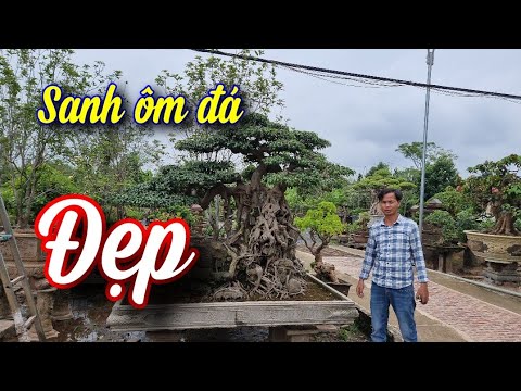 SH.6458. Cây Sanh Nam Điền ôm đá quá hay luôn. Đth liên hệ 03.999.03.128.