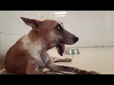 Rescued Street Dog with Broken Jaw (Mandible fracture) and reunite with the caretaker.
