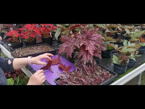 Dibleys Nurseries - how to take Begonia Rex leaf cuttings
