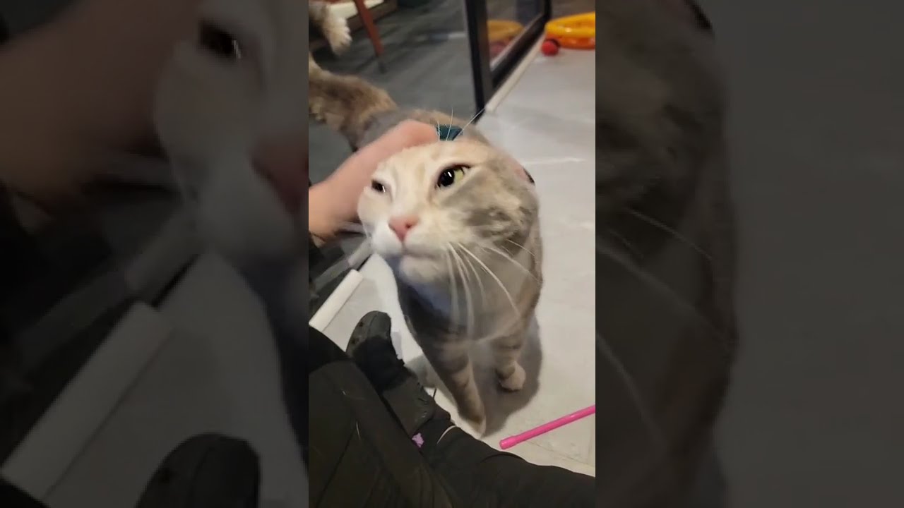 Enlarge Faith, a Adoptable Domestic Short Hair in Salt Lake City, UT video 4/4
