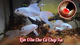 Lần Đầu Cho Chép Phi Tần Ăn Và Soi Quả Trứng Chào Mào Bạch / HIỆP CUỘI TV