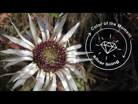 Silver Lining サムネイル