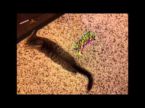 Laserboys - Türchen 20 - Die Katzen freuen sich jedenfalls!