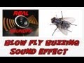Fly blowfly buzzing flying sound effect - realsoundFX