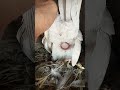 Kabootar Ki Video Pigeon Video Kabootar Video Kabootar Kabootar Ki Videos Shorts