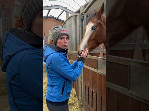 Pferdehofliebe - Was hat der denn?👀😂 #pferdehofliebe #pferde #pferdemädchen #horse #pony #shorts