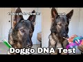 My Dogs DNA Test Shocking
