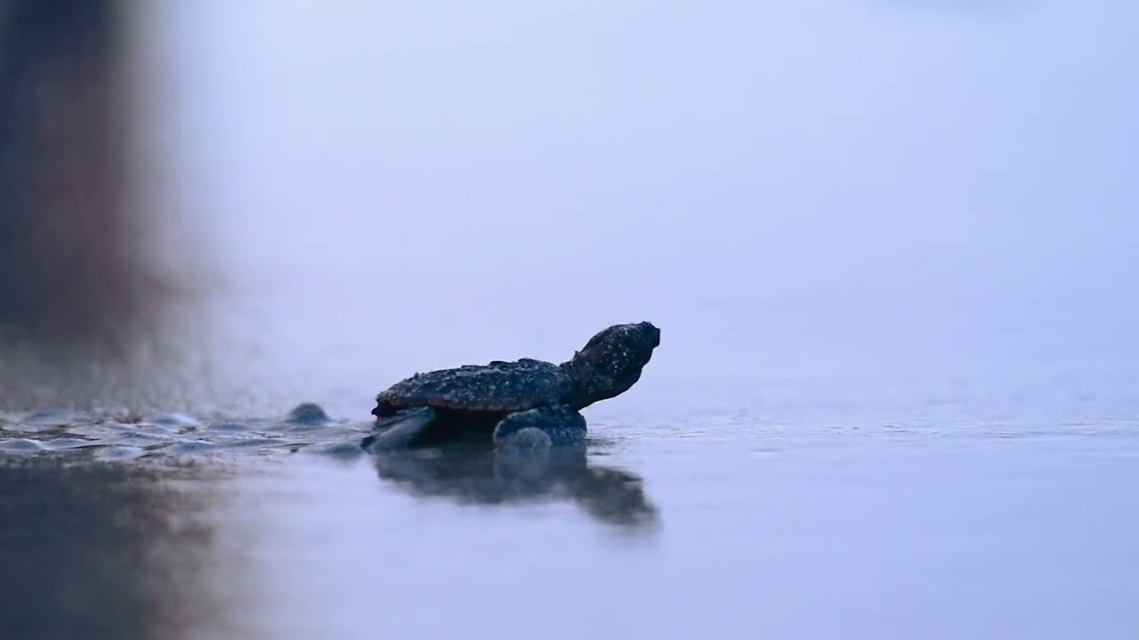 Brevard Zoo - Sea Turtle Release