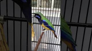 Download lagu Ngeri❗️Full Tembakan Cucak Cungkok Ngobra #masteranmurai #cungkokgacor #masterancungkok #muraifighte mp3